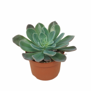 Echeveria ‘Blue Prince’