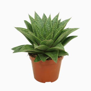 Aloe humilis