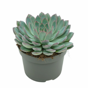 Echeveria 'Apus'