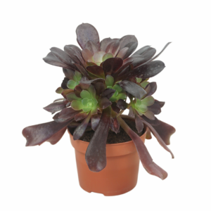 Aeonium arboreum 'Velours'