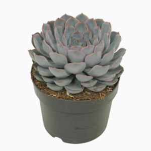 Echeveria 'Orion'