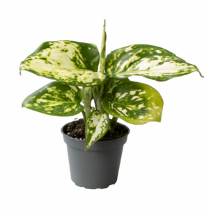 Aglaonema 'Toms Pride'