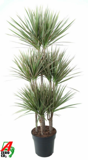 Dracaena marginata Bicolor