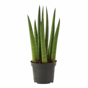 Sansevieria cylindrica 'Rocket'