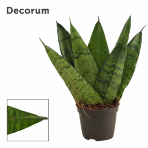 Sansevieria zeylanica Fan