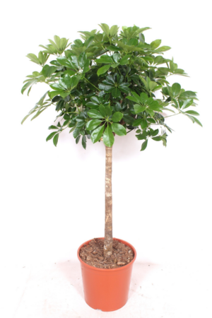 Schefflera arboricola 'Compacta'