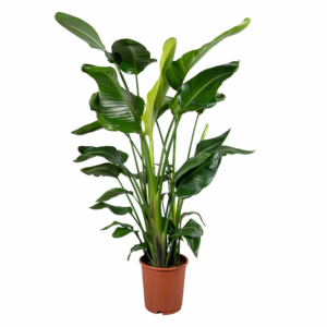 Strelitzia nicolai (130-150cm)