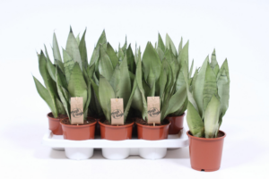 Sansevieria trifasciata 'Moonshine'