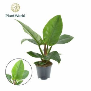 Philodendron 'Imperial Green'