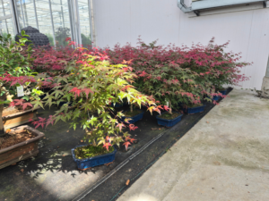 Acer palmatum 'Deshojo'
