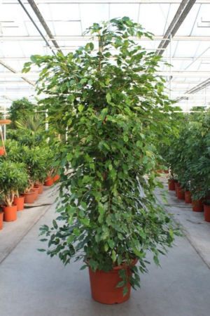Ficus benjamina 'Exotica'