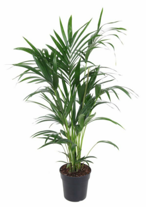 Howea forsteriana