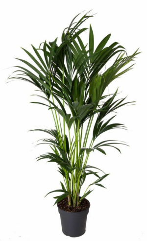Howea forsteriana