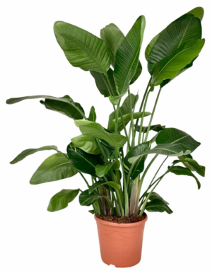 Strelitzia nicolai