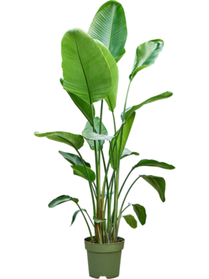 Strelitzia nicolai