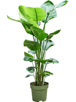 Strelitzia nicolai