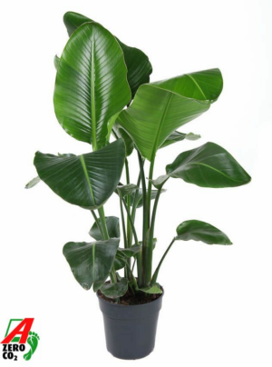 Strelitzia nicolai