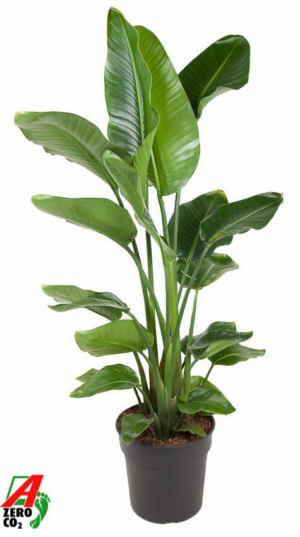 Strelitzia nicolai