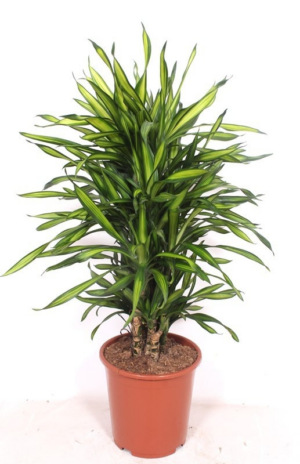 Dracaena fragrans 'Riki'