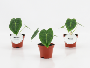 Alocasia Frydek