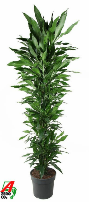 Dracaena fragrans 'Janet Lind'