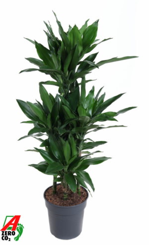 Dracaena fragrans 'Janet Lind'