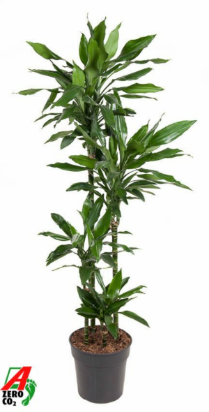 Dracaena fragrans 'Janet Lind'