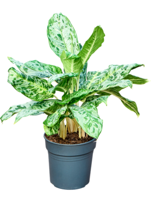 Aglaonema 'Peacock'