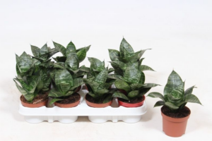 Sansevieria trifasciata 'Hahnii'