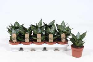 Sansevieria trifasciata 'Hahnii'