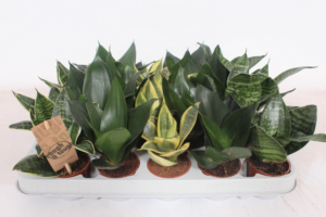 Sansevieria trifasciata 'Hahnii' mix