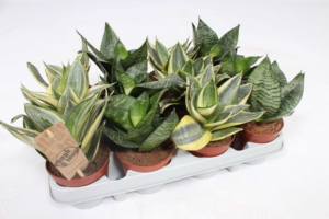 Sansevieria trifasciata 'Hahnii' mix