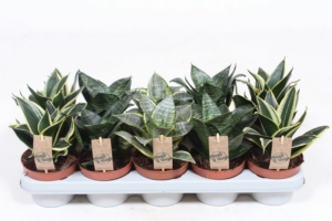 Sansevieria trifasciata 'Hahnii' mix