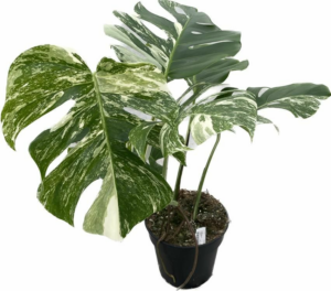 Monstera deliciosa 'Variegata'