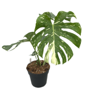 Monstera deliciosa 'Thai Constellation'