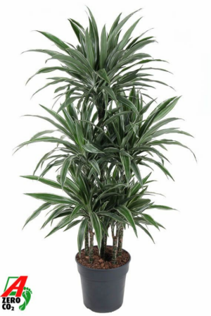 Dracaena deremensis 'Warneckei'