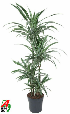 Dracaena deremensis 'Warneckei'