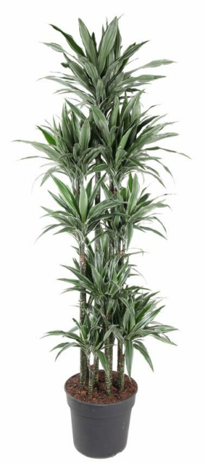 Dracaena deremensis 'Warneckei'