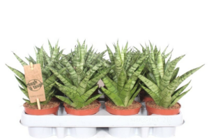 Sansevieria Tough Lady