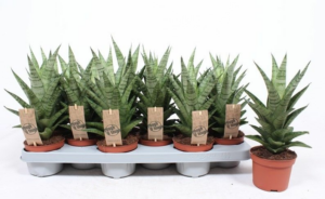 Sansevieria Tough Lady