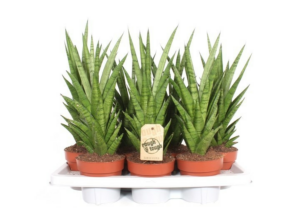 Sansevieria Tough Lady