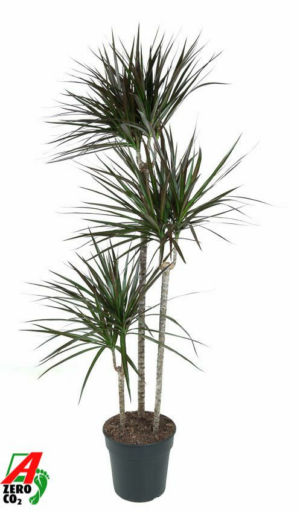 Dracaena marginata 'Magenta'