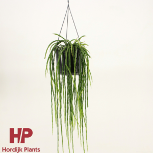 Rhipsalis paradoxa