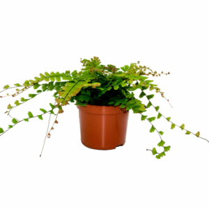 Adiantum caudatum