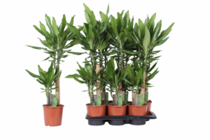 Dracaena fragrans Steudneri