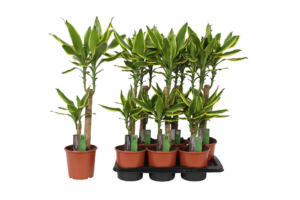 Dracaena fragrans Golden Coast