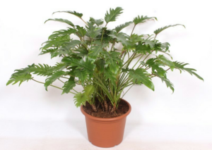 Philodendron xanadu