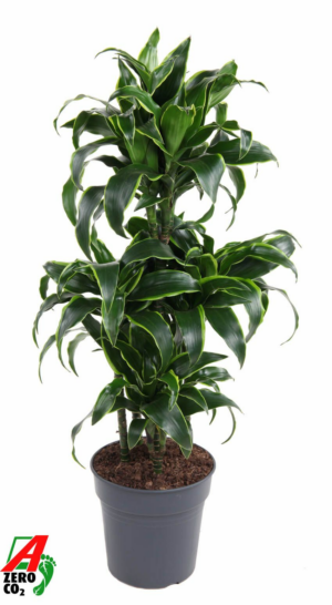Dracaena fragrans 'Dorado'
