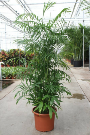 Chamaedorea seifrizii