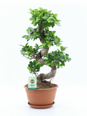 Ficus microcarpa 'Ginseng'